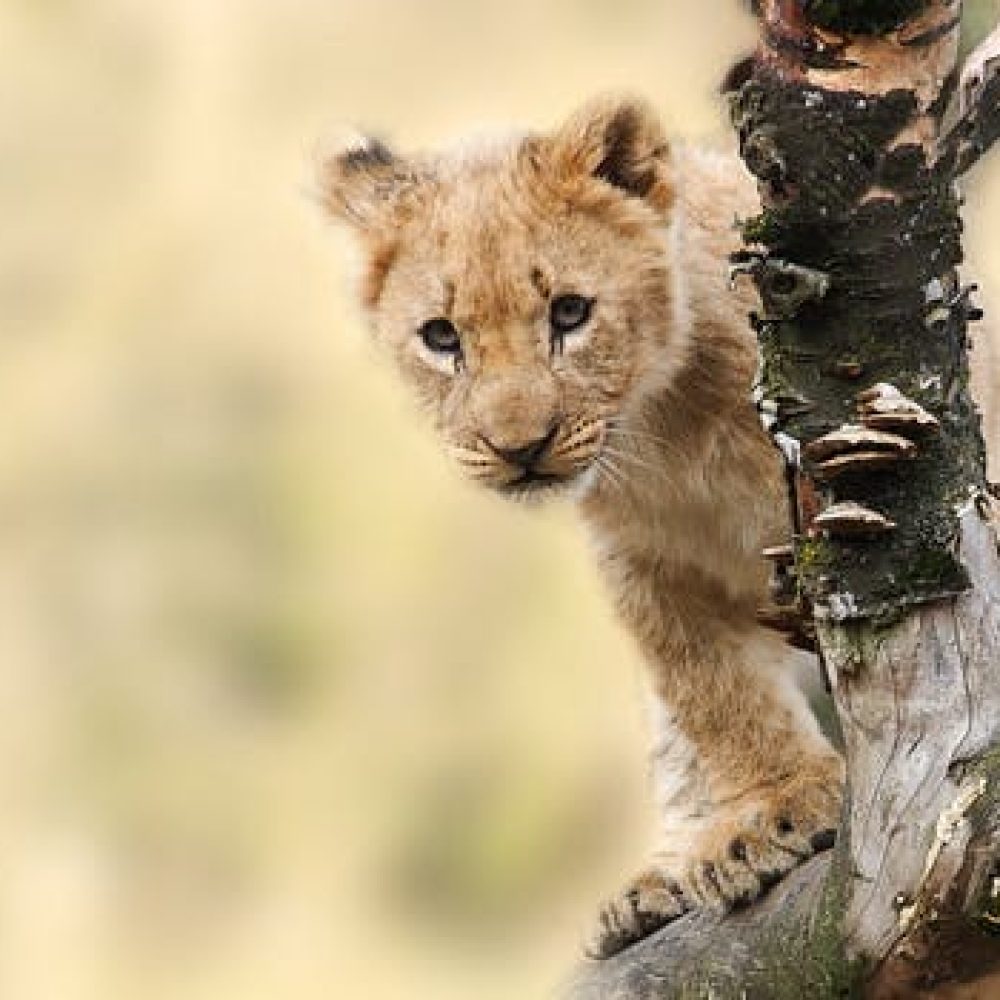 lion-animal-nature-predator-40835.jpeg